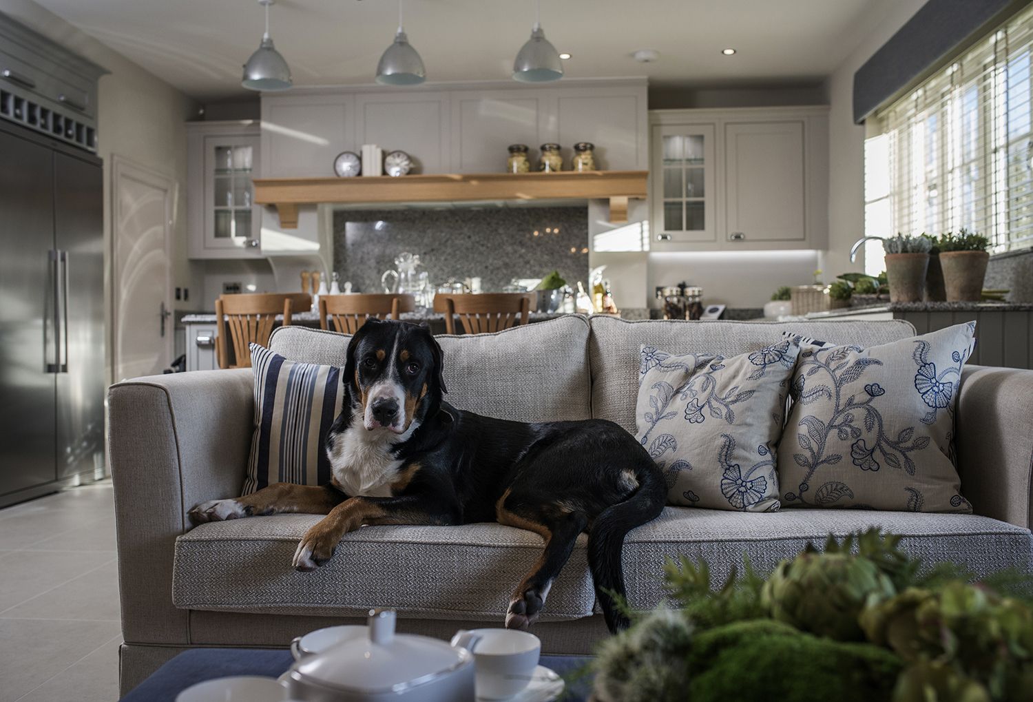 pet friendly living room ideas